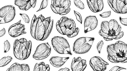 Wooden Engraving Tulip in White Background