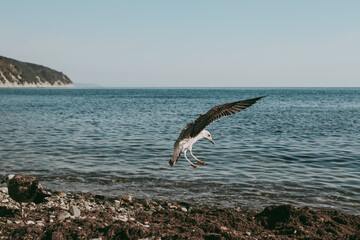 A seagull bird flies in close-up against the background of the sea and the blue sky