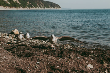 Seagulls birds close-up on the background of the sea, sky
