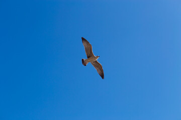 A seagull bird flies in close-up against a blue sky background