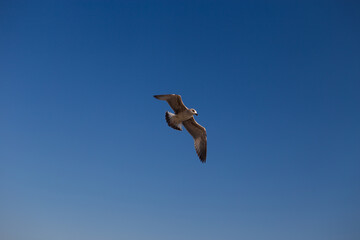 A seagull bird flies in close-up against a blue sky background