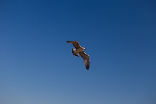 A seagull bird flies in close-up against a blue sky background - Powered by Adobe