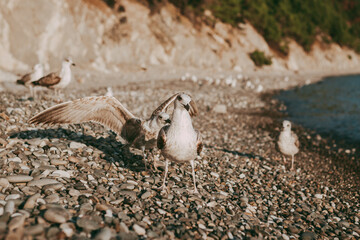 Seagulls birds close-up on the background of the sea, sky