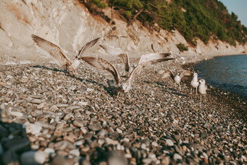 Seagulls birds close-up on the background of the sea, sky