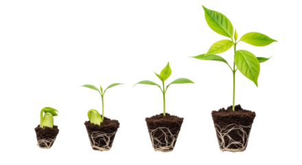 Five vibrant green plant seedlings showing growth stages, rooted in dark brown soil, transparent studio background, copy space right, concept of business growth and progress