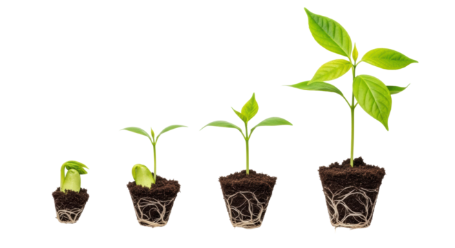 Five vibrant green plant seedlings showing growth stages, rooted in dark brown soil, transparent studio background, copy space right, concept of business growth and progress - Powered by Adobe