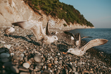 Seagulls birds close-up on the background of the sea, sky
