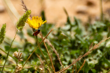 Bright yellow flower attracts ladybug in a lush green field during a sunny day