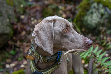 Close Up Portrait of Weimaraner Dog Head with Collar in Autumn Forest Background
