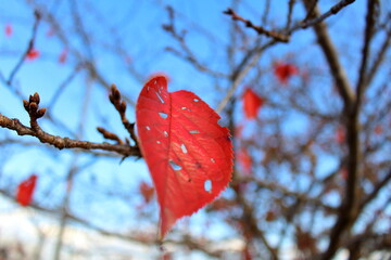 今にも落ちそうな枯れ葉