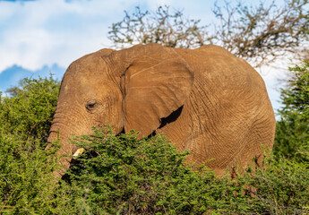 Young African elephant in the Okavango Delta, Botswana