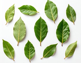 Obraz premium Fresh Bay Leaves Pattern Arranged on White Background, Top View Flat Lay