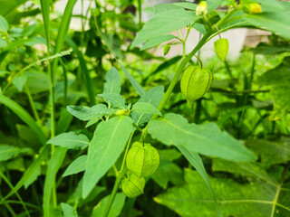 Physalis angulata is an erect herbaceous annual plant belonging to the nightshade family Solanaceae. Its leaves are dark green and roughly ovate, often with serrate margins.