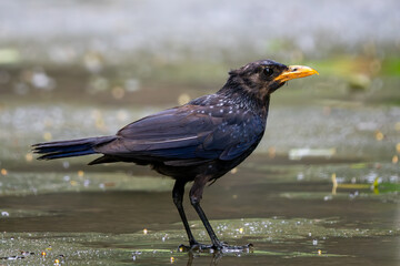 Blue Whistling Thrush - Myophonus caeruleus, beautiful, colored perching bird native to forests and woodlands of Asia, Vietnam.