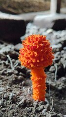 Golden scruffy collybia