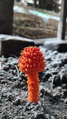 Golden scruffy collybia