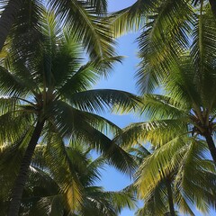 Fototapeta premium A sunny, tropical paradise scene: tall palm trunks and fronds partially silhouetted against a clear blue sky
