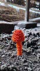 Golden scruffy collybia