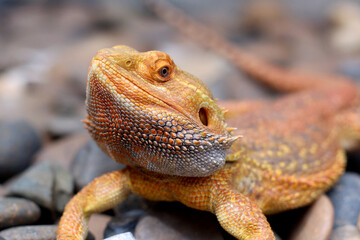 Obraz premium Bearded dragon lizard on Natural Habitat ,Close up image of Inland Bearded Dragon (Pogona vitticeps), Australian Bearded Dragon 