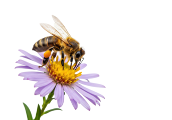 European honey bee with yellow pollen sacs collecting nectar from vibrant purple aster flower, glowing yellow center, isolated on white background, razor-sharp macro, concept of natural balance