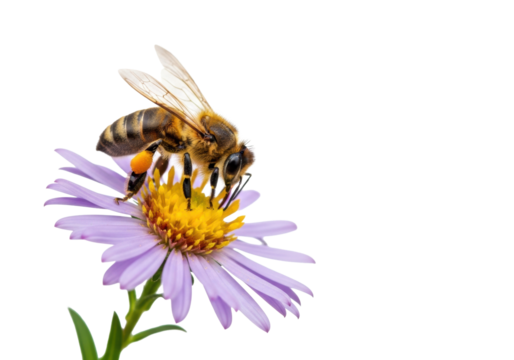 European honey bee with yellow pollen sacs collecting nectar from vibrant purple aster flower, glowing yellow center, isolated on white background, razor-sharp macro, concept of natural balance