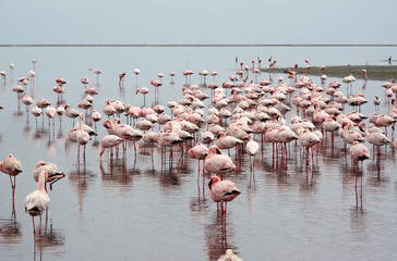 Flamants rose a Swakopmund, Namibie