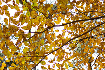 autumn leaves in the sky