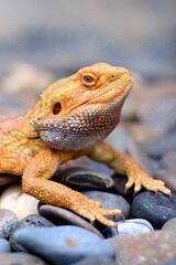Bearded dragon lizard on Natural Habitat ,Close up image of Inland Bearded Dragon (Pogona vitticeps), Australian Bearded Dragon 