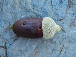 Acorn of the genus Querqus with a sting caused by acorn weevils (genus Curculio) © Macronatura.es