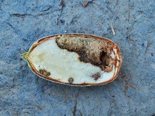 Acorn of the genus Querqus with a sting caused by acorn weevils (genus Curculio) © Macronatura.es