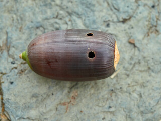 Acorn of the genus Querqus with a sting caused by acorn weevils (genus Curculio)