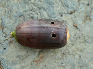 Acorn of the genus Querqus with a sting caused by acorn weevils (genus Curculio)