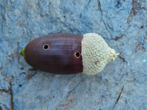 Acorn of the genus Querqus with a sting caused by acorn weevils (genus Curculio)