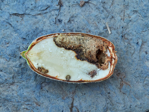 Acorn of the genus Querqus with a sting caused by acorn weevils (genus Curculio)