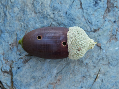 Acorn of the genus Querqus with a sting caused by acorn weevils (genus Curculio)