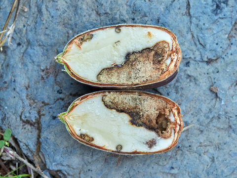 Acorn of the genus Querqus with a sting caused by acorn weevils (genus Curculio)