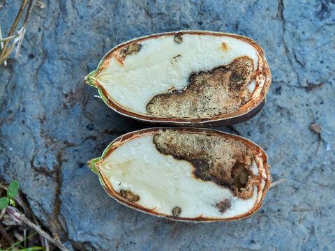 Acorn of the genus Querqus with a sting caused by acorn weevils (genus Curculio)
