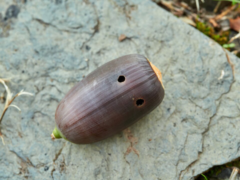 Acorn of the genus Querqus with a sting caused by acorn weevils (genus Curculio)