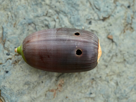 Acorn of the genus Querqus with a sting caused by acorn weevils (genus Curculio)