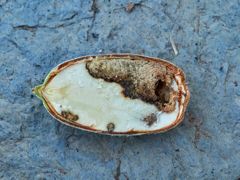 Acorn of the genus Querqus with a sting caused by acorn weevils (genus Curculio)