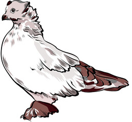 White decorative pigeon bird illustration vector