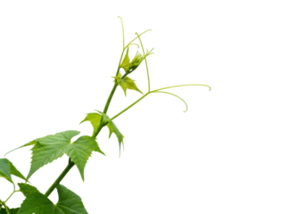 Elegant, vibrant green climbing plant tendrils subtly spiraling upwards with pristine leaves, against a brilliant white background with copy space, macro photography. Concept of organic growth and