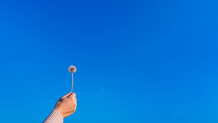 Woman's hand holding a dandelion against the sky, autumn late flowers on a warm autumn day, copy space with the concept of calm and tranquility