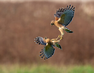 A beautiful Northern harrier (Circus cyaneus, family comprising hawks) and Eastern Buzzard in flight for fighting