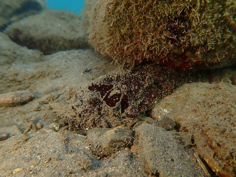 White spot cucumber Holothuria (Roweothuria) poli undersea, Ligurian Sea, Italy, Imperia
