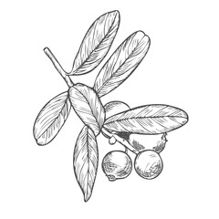 Cranberry branch on a white background. Hand drawn vector illustration of cranberry or cowberry.