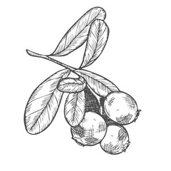 Cranberry branch on a white background. Hand drawn vector illustration of cranberry or cowberry.