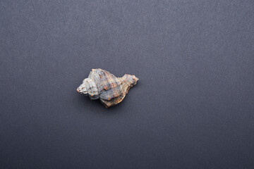 Spiral sea conch isolated on gray background showing natural marine texture and unique seashell shape for decoration concept