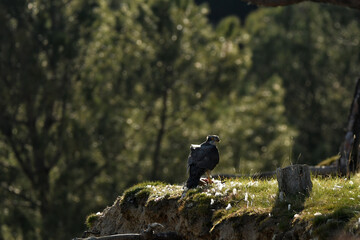 azor con presa en el bosque