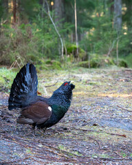 An agitated capercaillie (Tetrao urogallus) stands by the roadside on a forest road. Bird photography taken in Sweden in springtime.	Swedish nature.